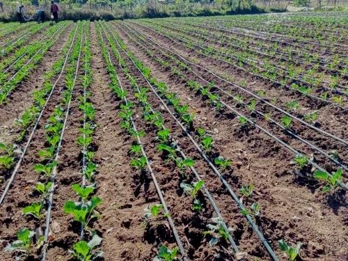 Drip Irrigation